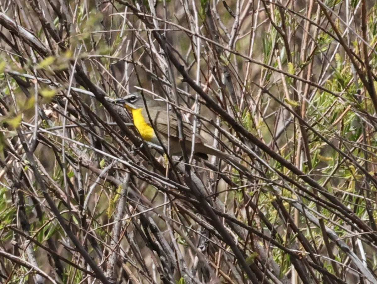 Yellow-breasted Chat - ML619551398