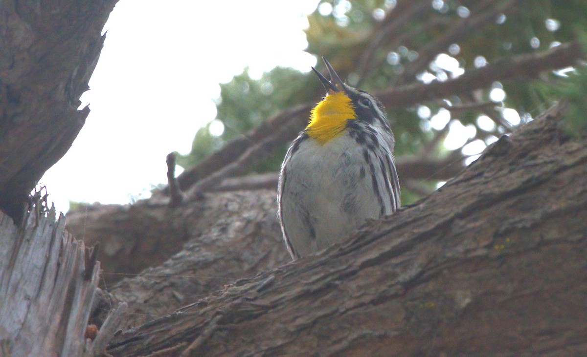 Yellow-throated Warbler - ML619551430