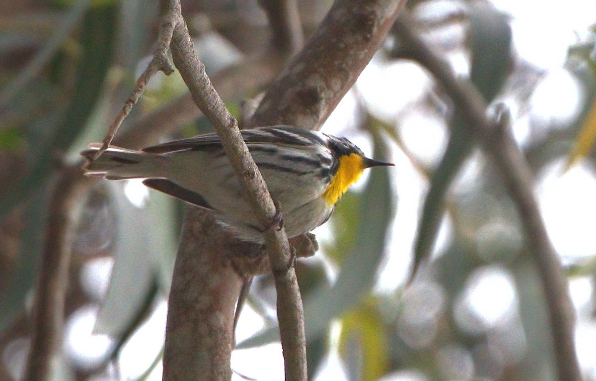 Yellow-throated Warbler - ML619551432
