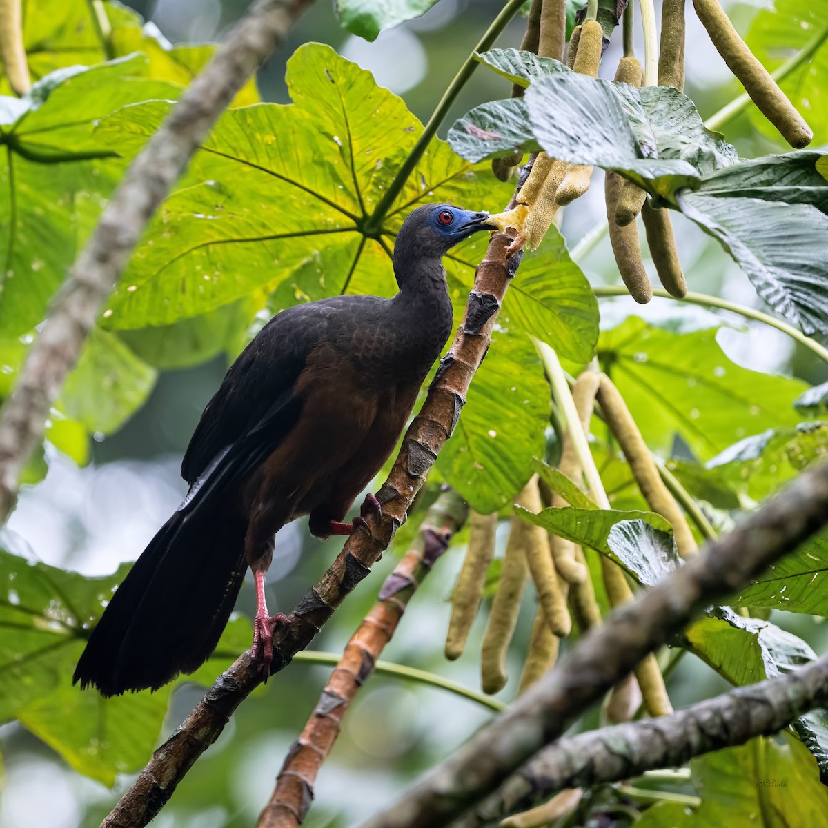 Sickle-winged Guan - ML619551436