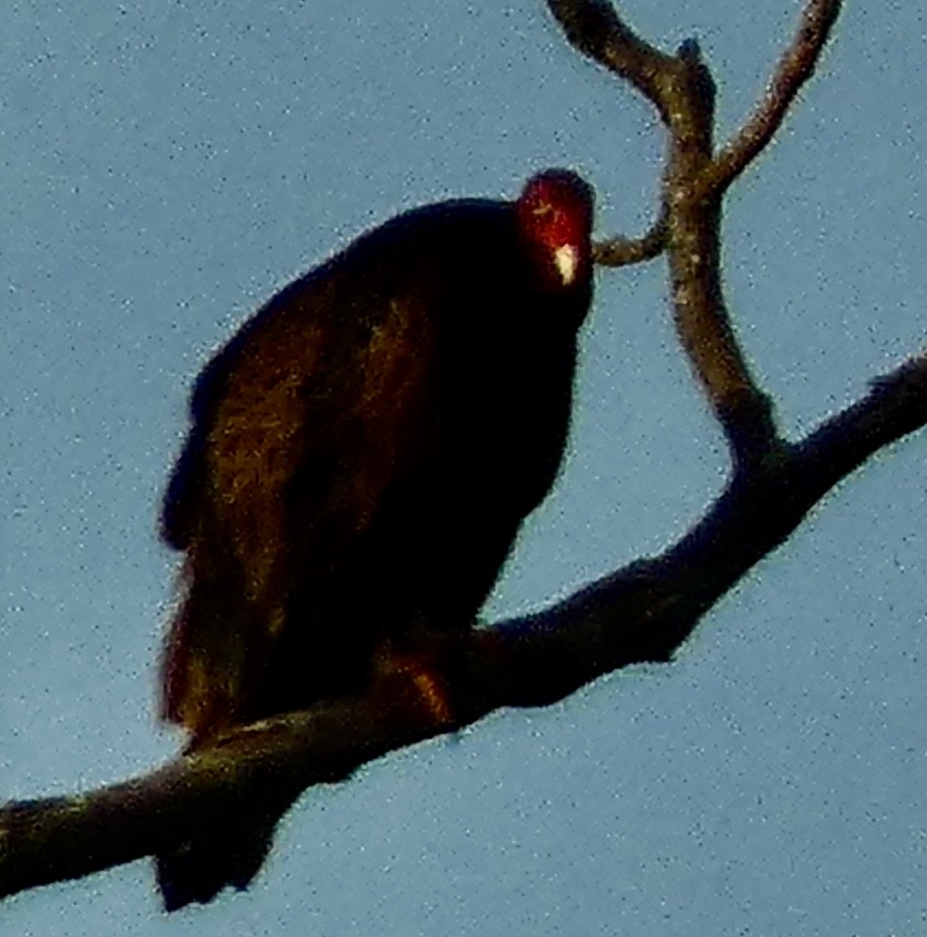 Turkey Vulture - ML619551460