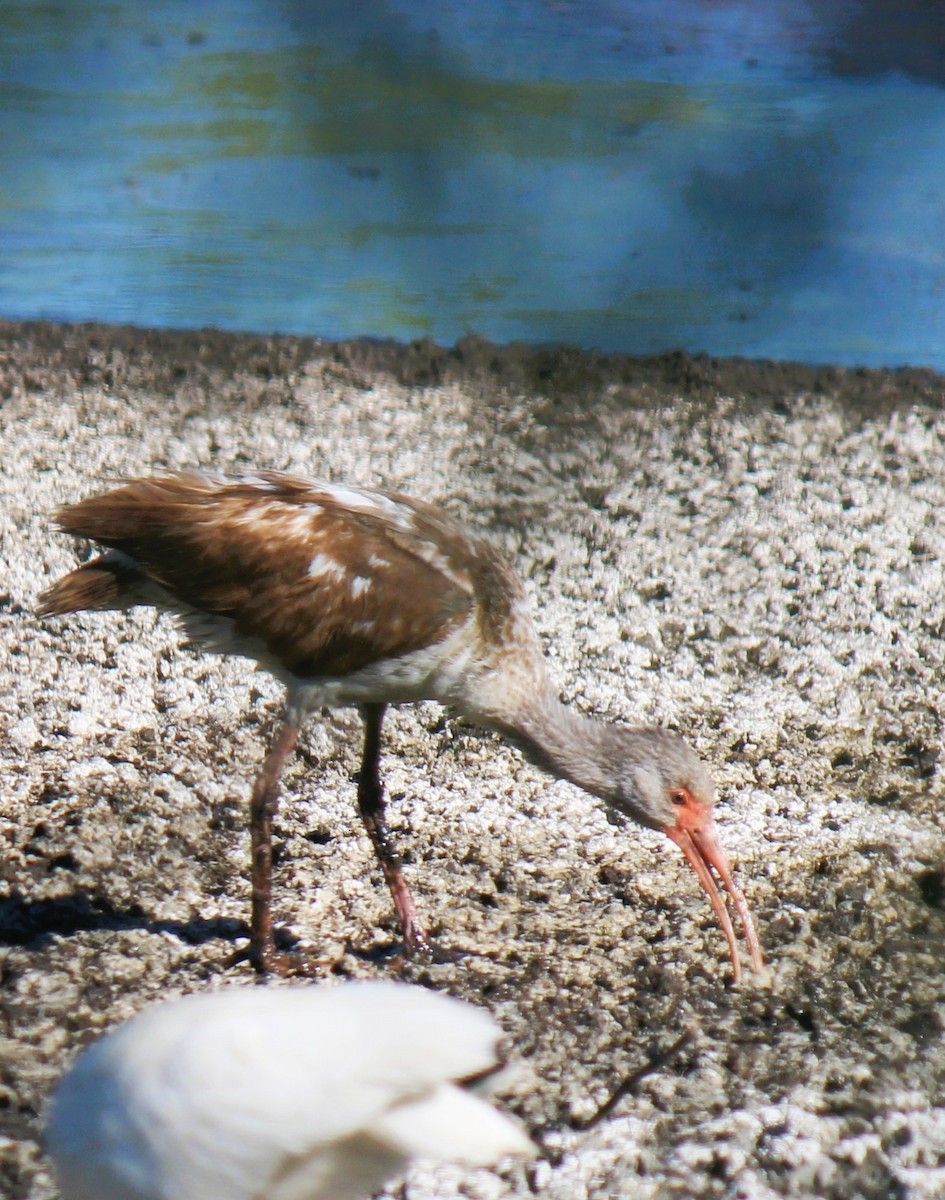 ibis bílý - ML619551464