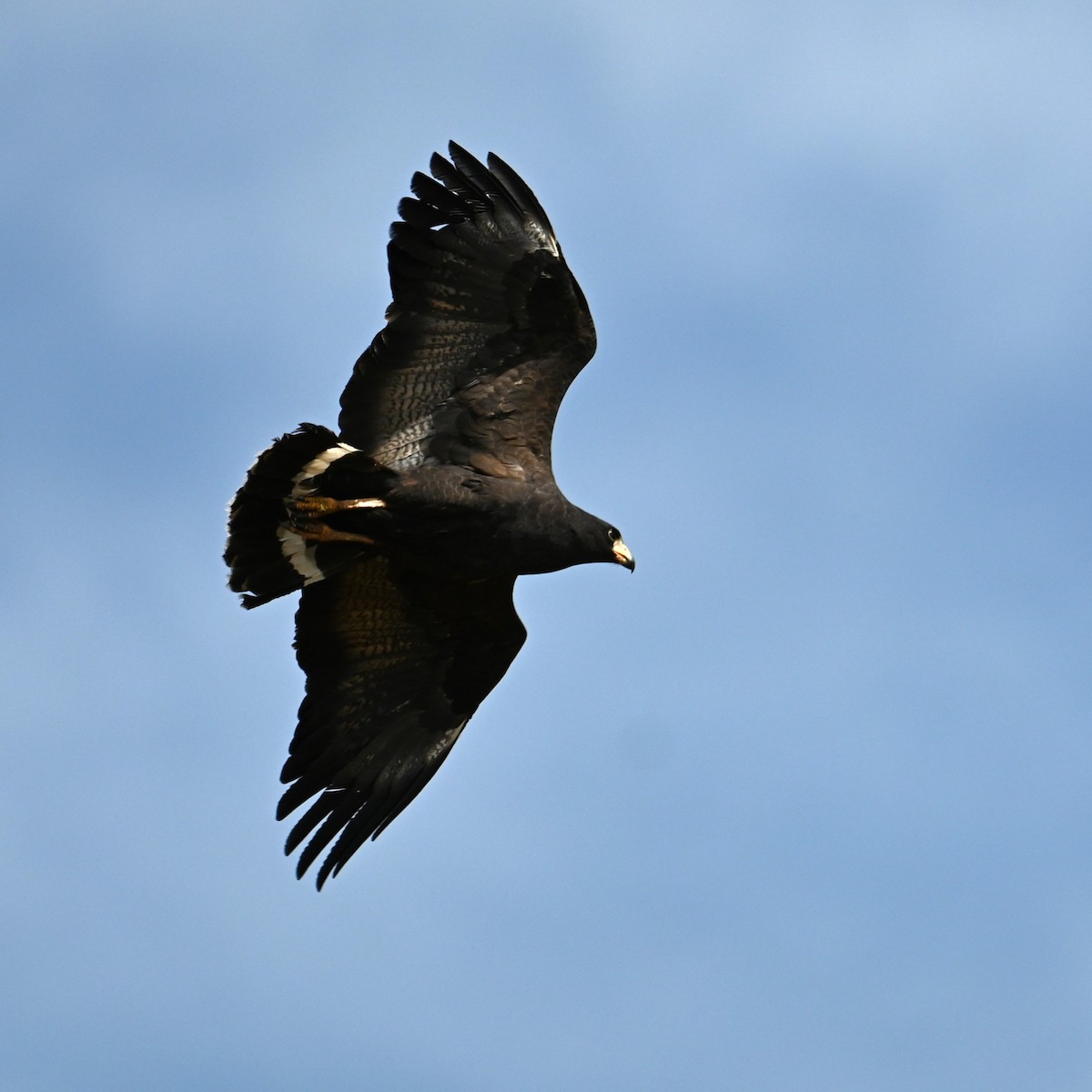 Common Black Hawk (Common) - ML619551477