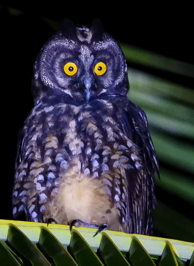 Stygian Owl - ML619551501
