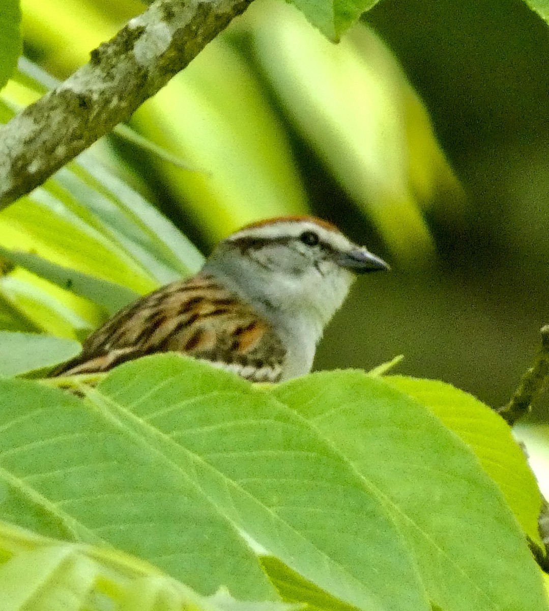 Chipping Sparrow - ML619551518