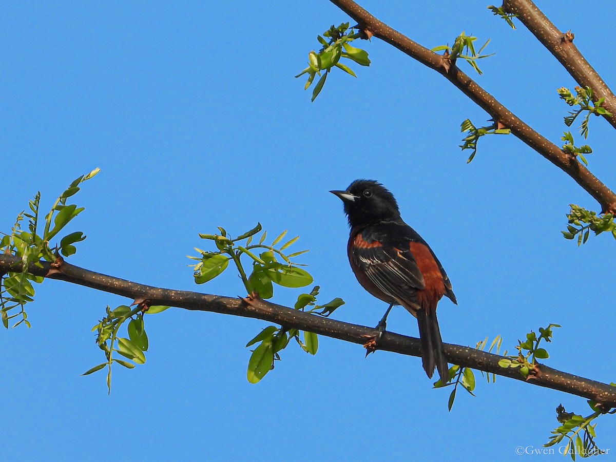 Orchard Oriole - ML619551558