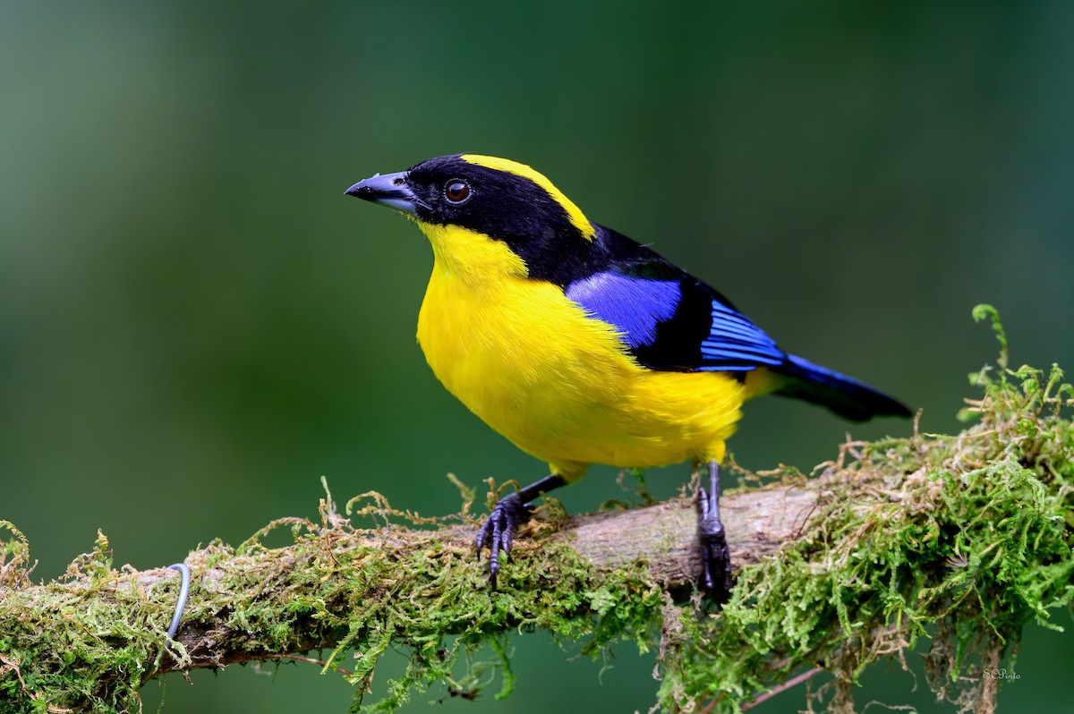Blue-winged Mountain Tanager - ML619551581