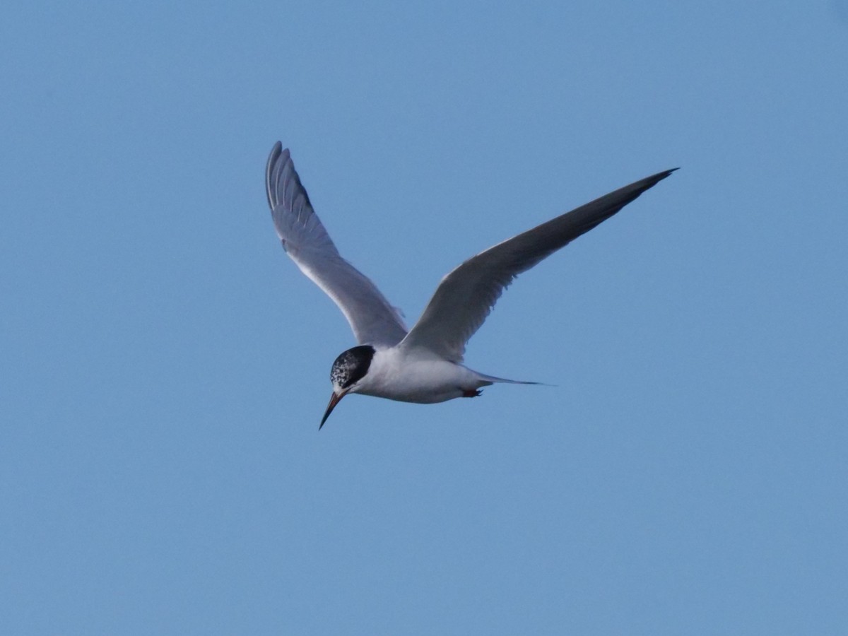 Common Tern - ML619551597
