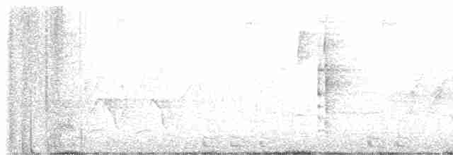 Black-billed Cuckoo - ML619551601
