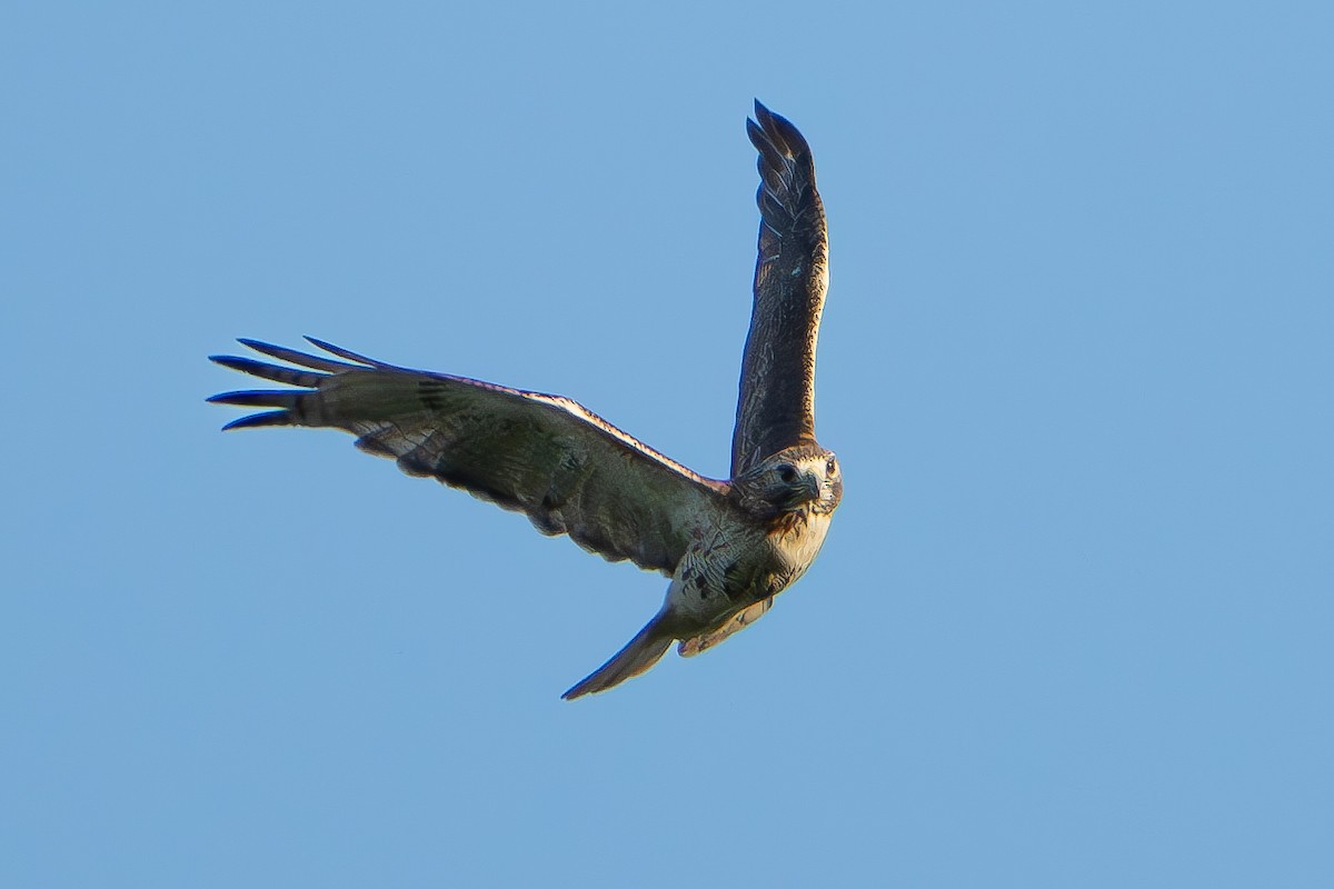Red-tailed Hawk - ML619551604