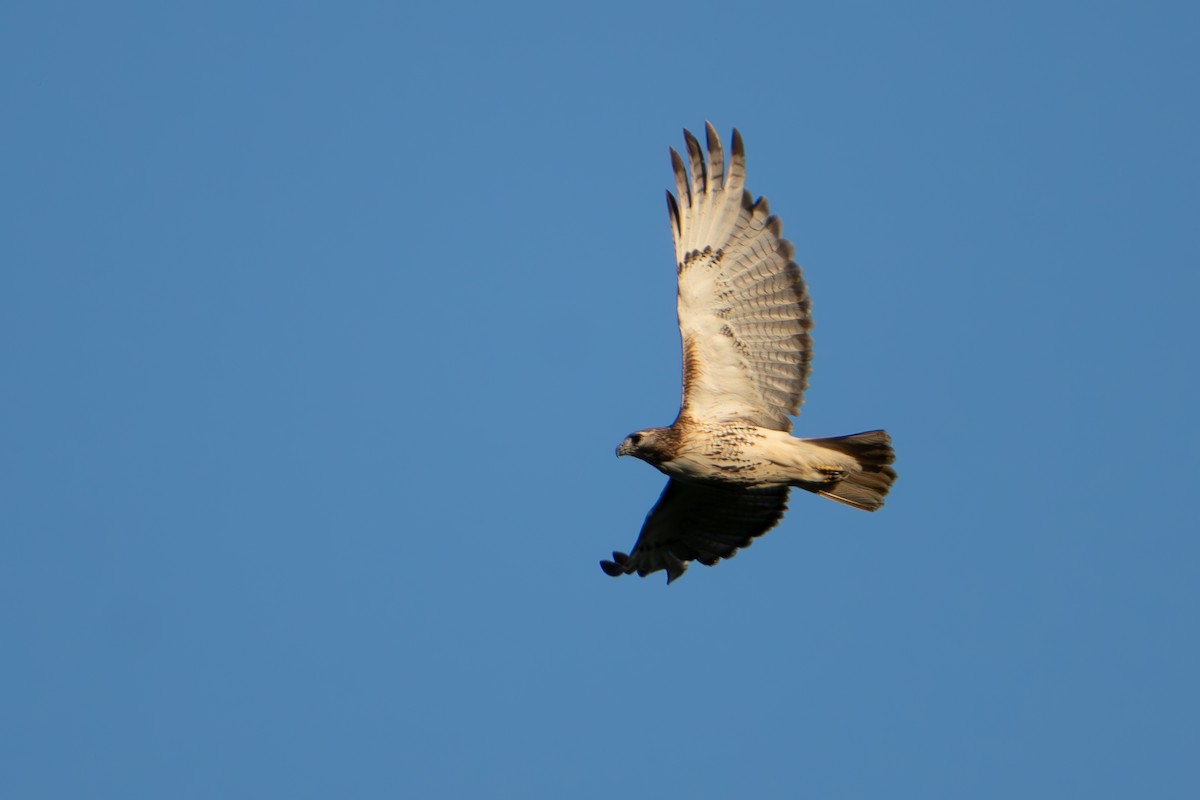 Red-tailed Hawk - ML619551605