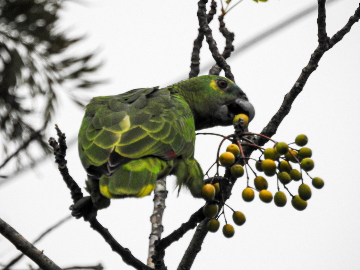 Turquoise-fronted Parrot - ML619551608