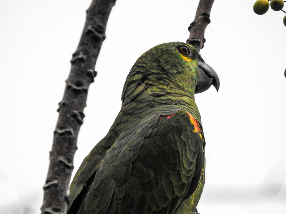 Turquoise-fronted Parrot - ML619551609