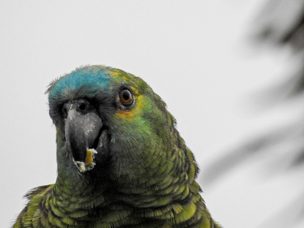 Turquoise-fronted Parrot - ML619551617