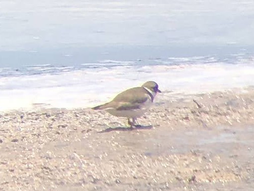 Semipalmated Plover - ML619551632