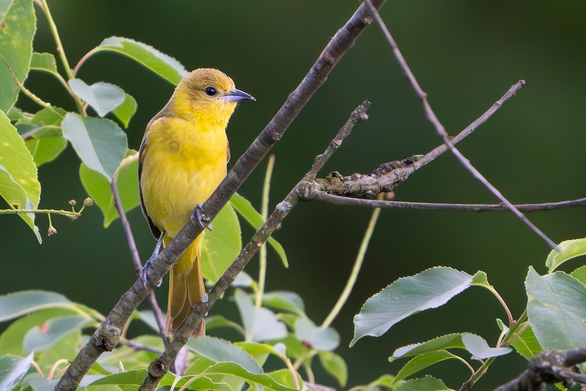 Orchard Oriole - ML619551633
