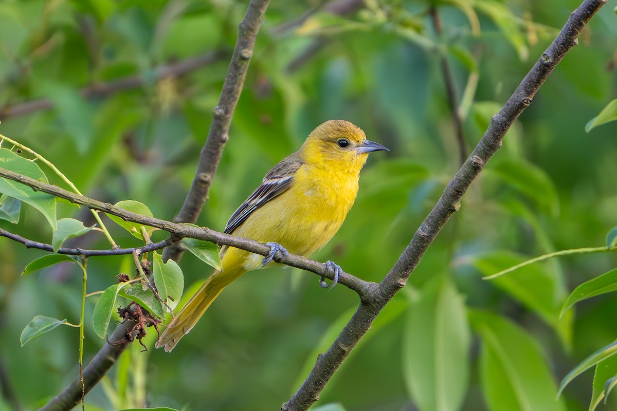 Orchard Oriole - ML619551634
