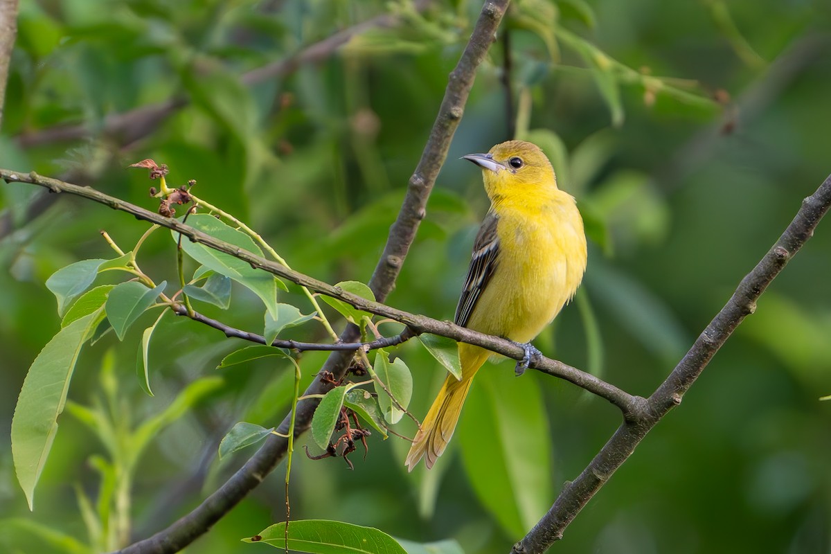 Orchard Oriole - ML619551635