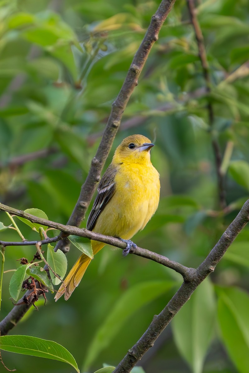 Orchard Oriole - ML619551636