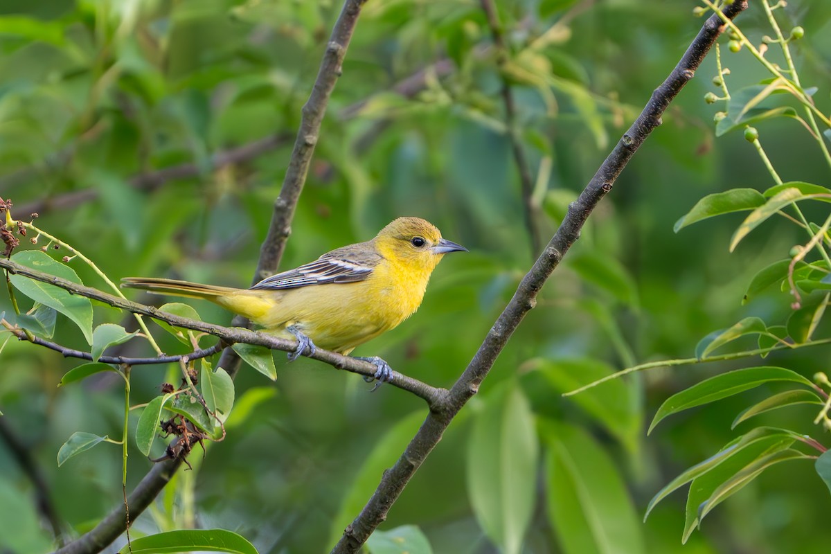 Orchard Oriole - ML619551638