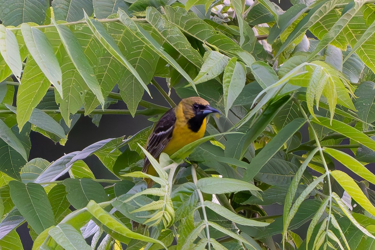 Orchard Oriole - ML619551639