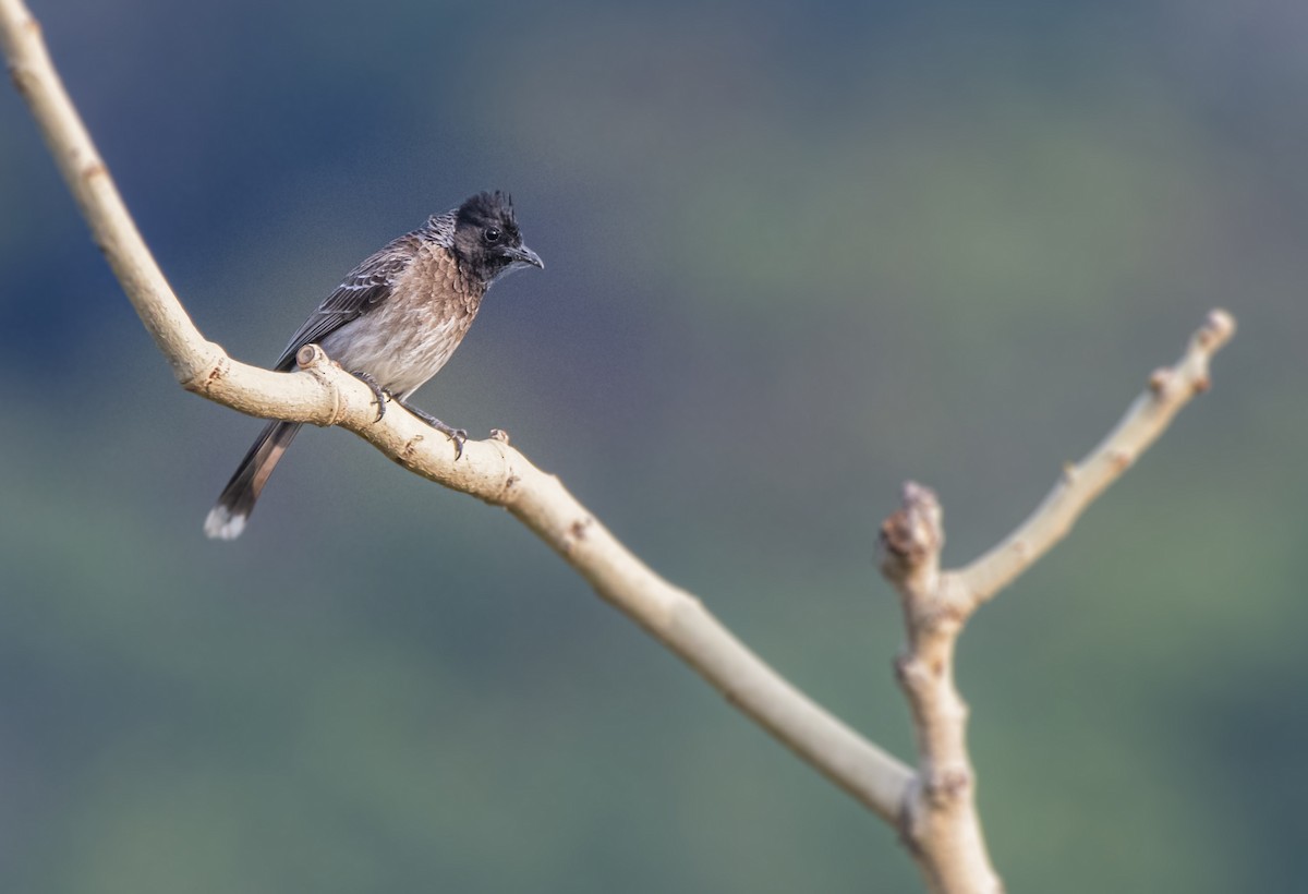 Red-vented Bulbul - ML619551678