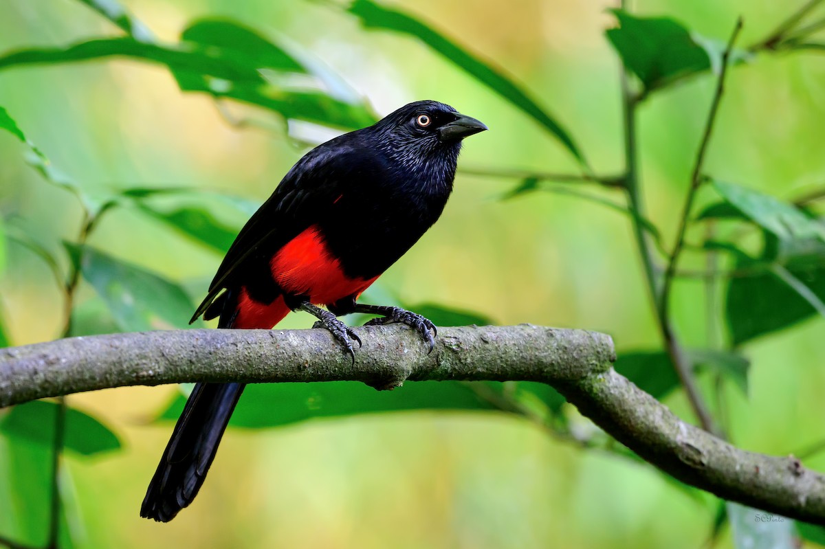 Red-bellied Grackle - ML619551715