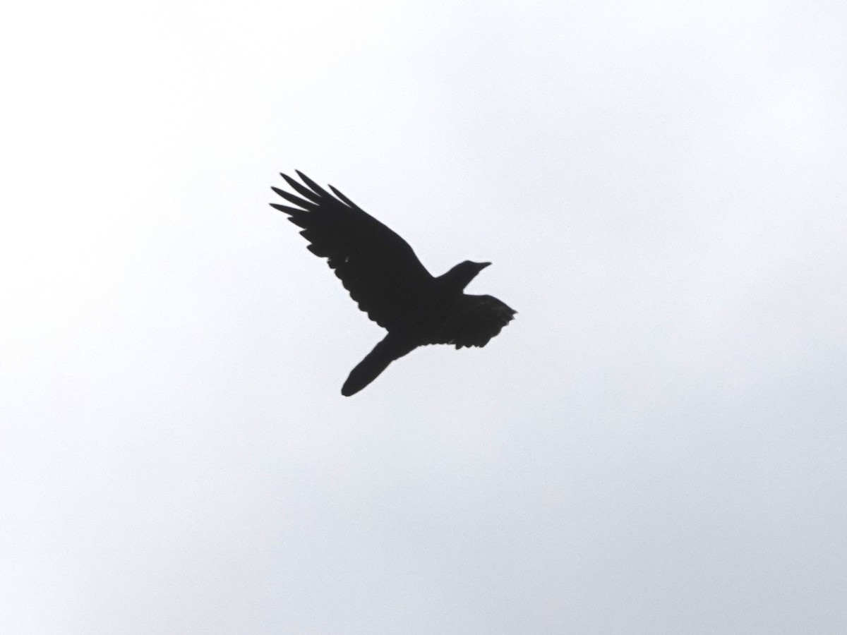 Common Raven - ML619551721