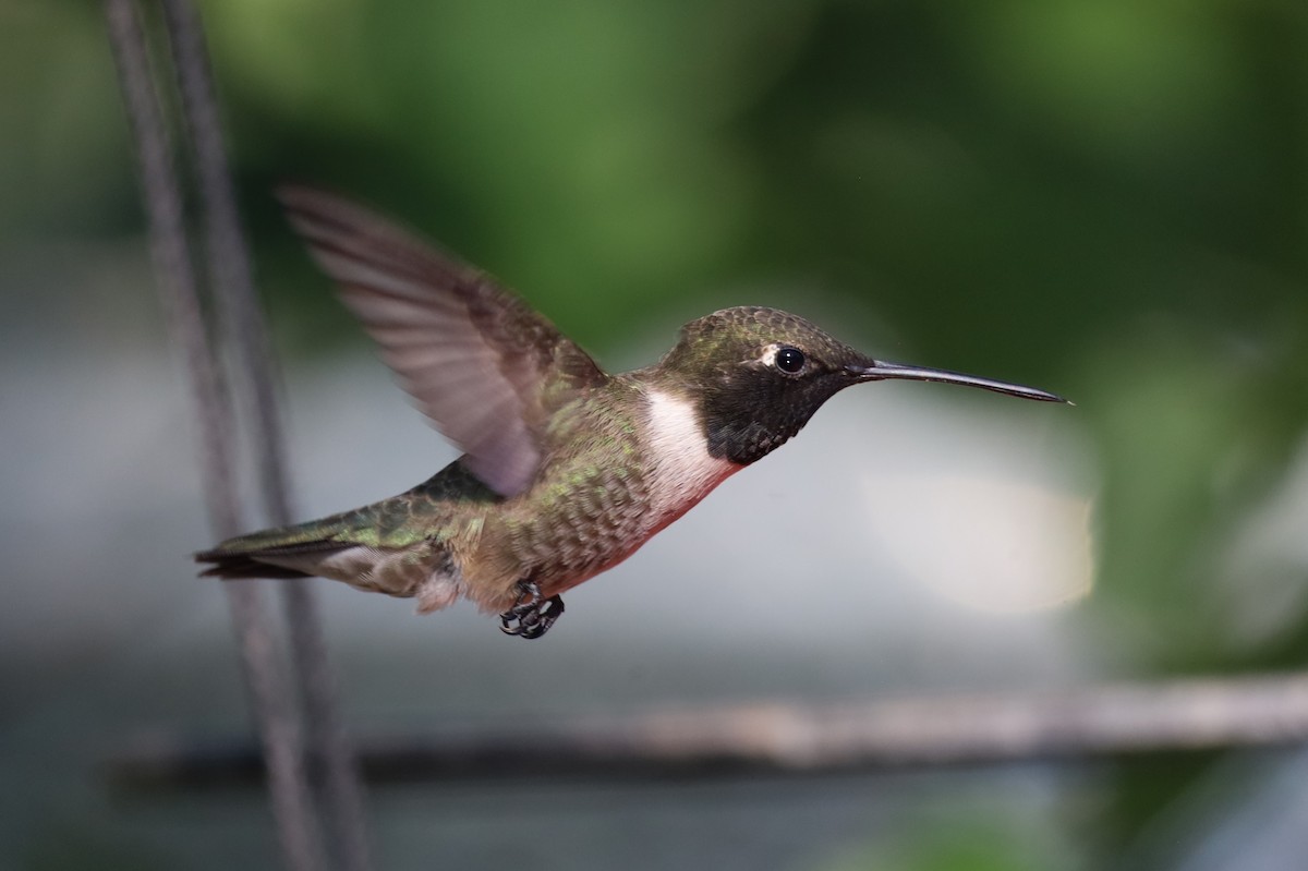 Black-chinned Hummingbird - ML619551762