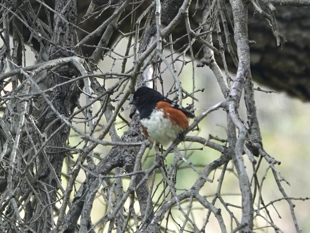Spotted Towhee - ML619551776