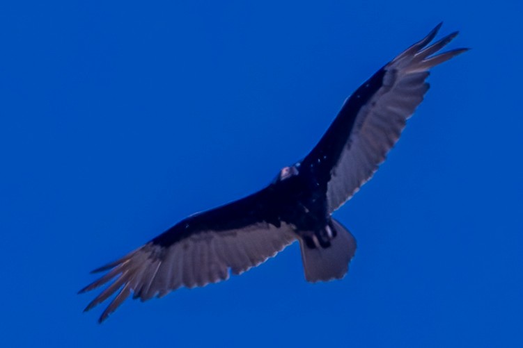 Turkey Vulture - ML619551828