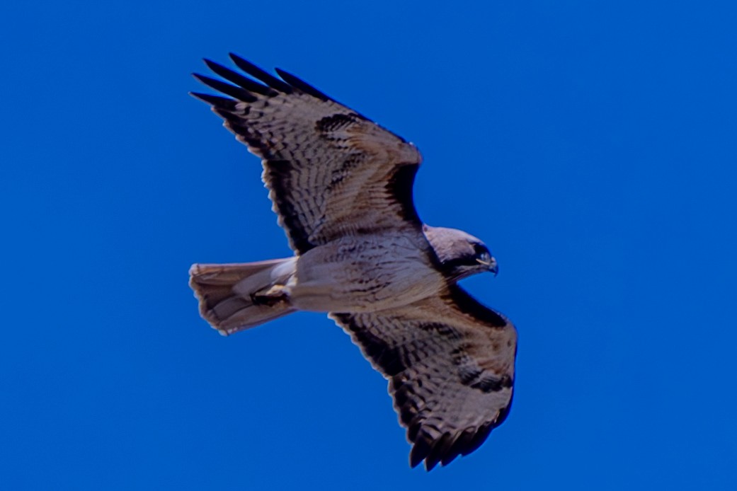 Red-tailed Hawk - ML619551834