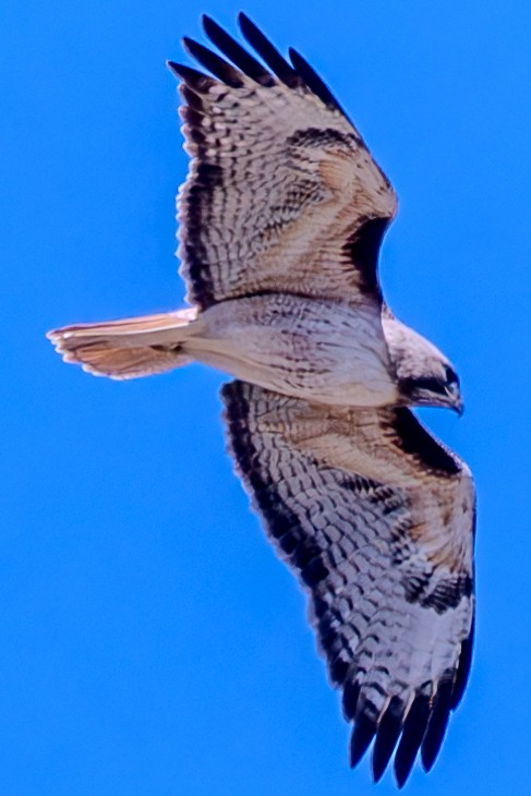 Red-tailed Hawk - ML619551835
