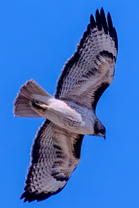 Red-tailed Hawk - ML619551836