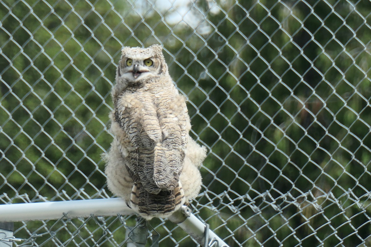 Great Horned Owl - ML619551840