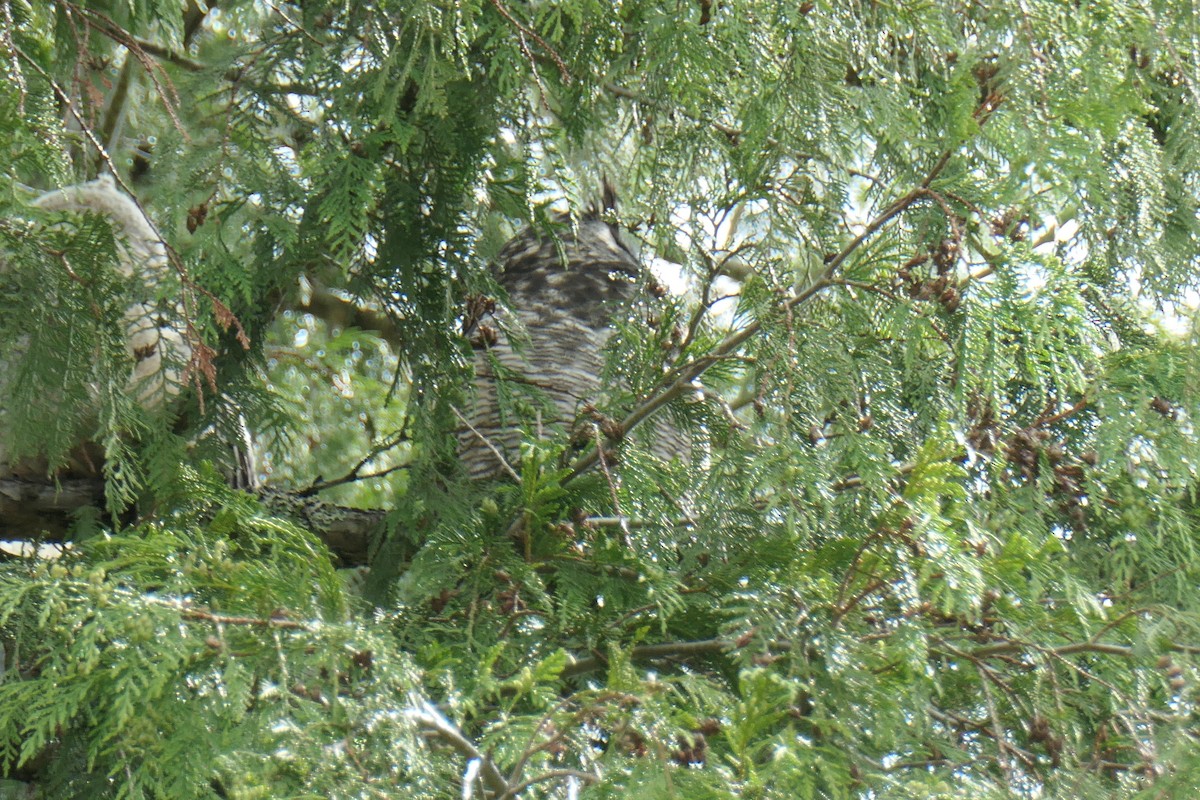 Great Horned Owl - ML619551841
