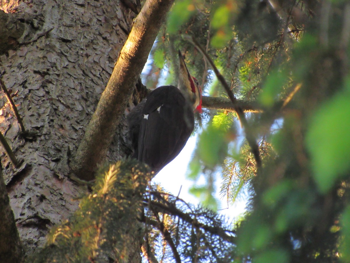 Pileated Woodpecker - ML619551852