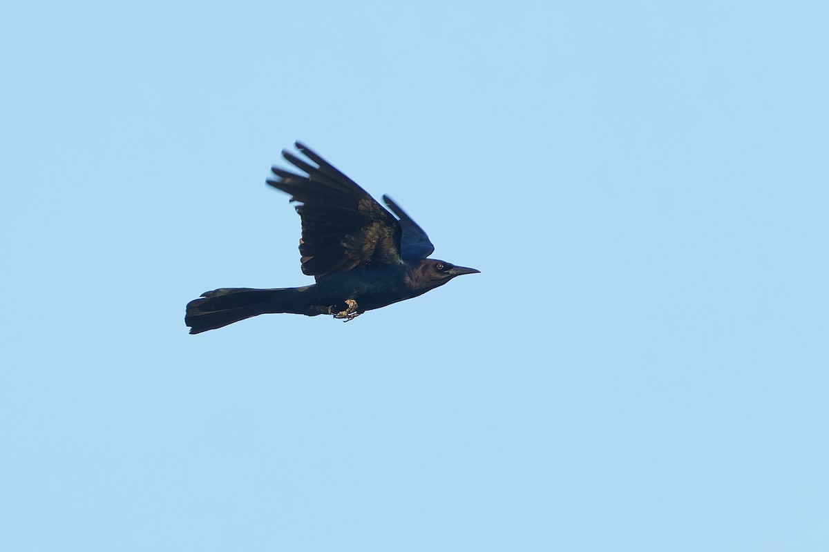 Boat-tailed Grackle - ML619551859
