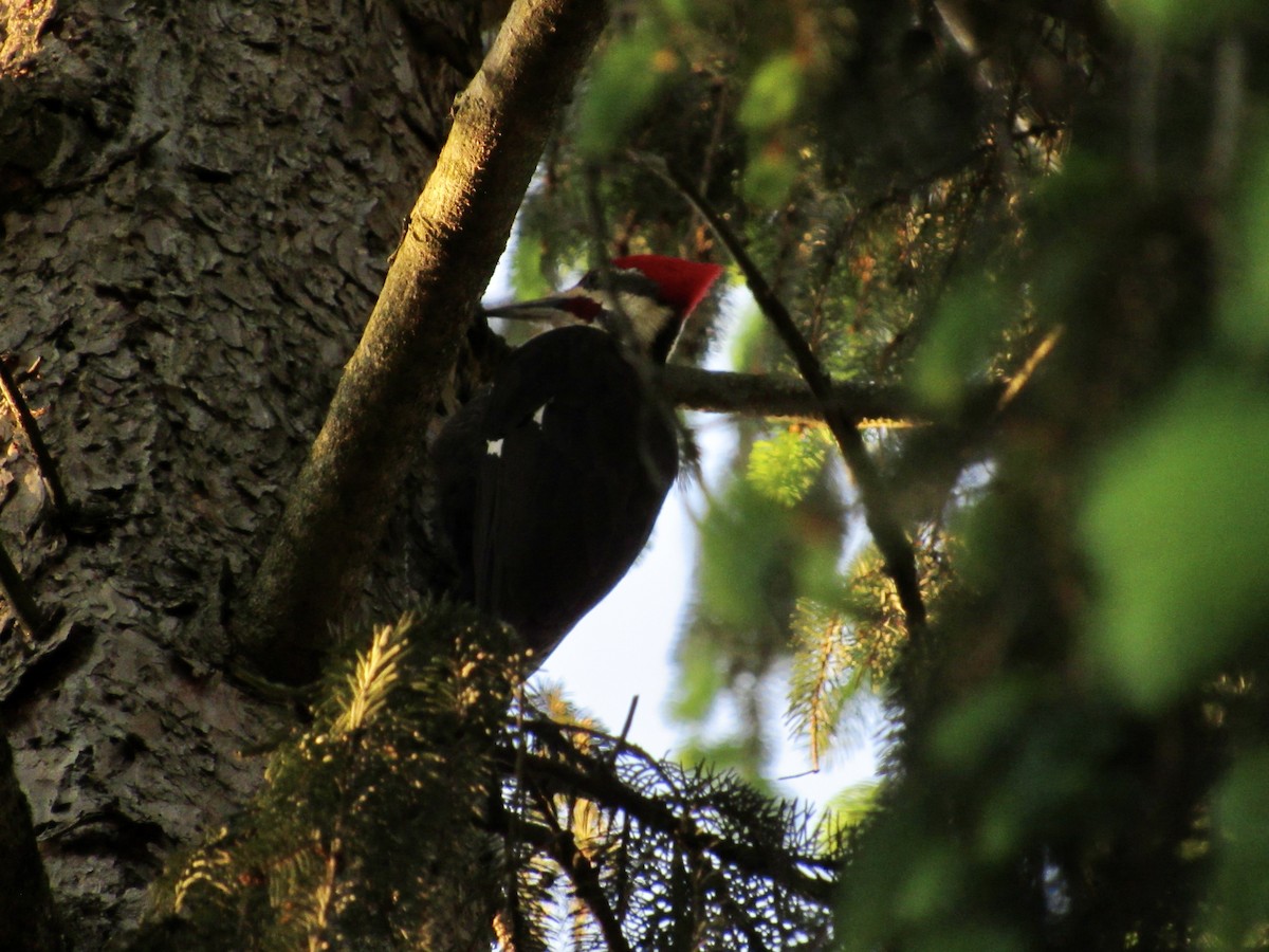 Pileated Woodpecker - ML619551861