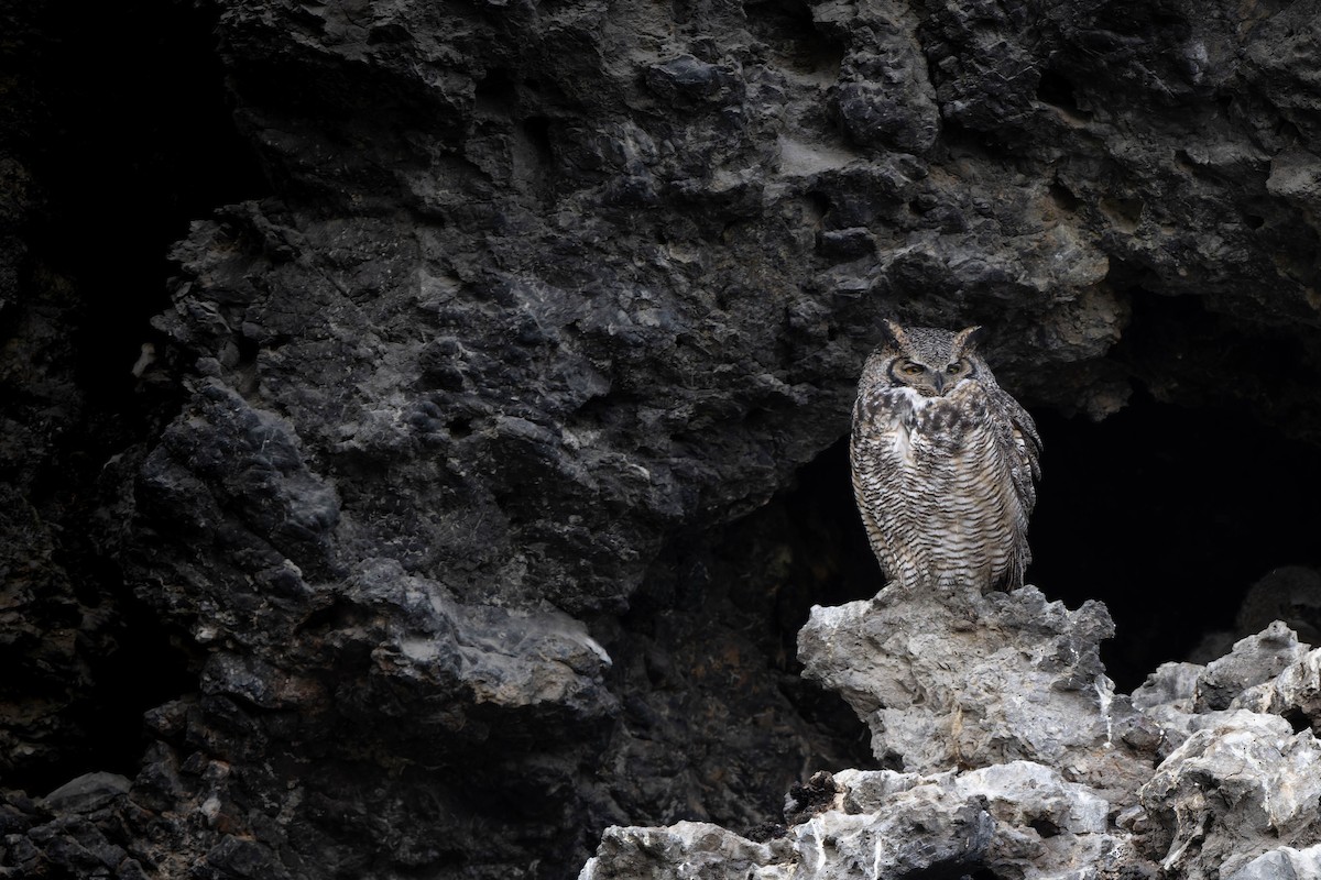 Great Horned Owl - ML619551983