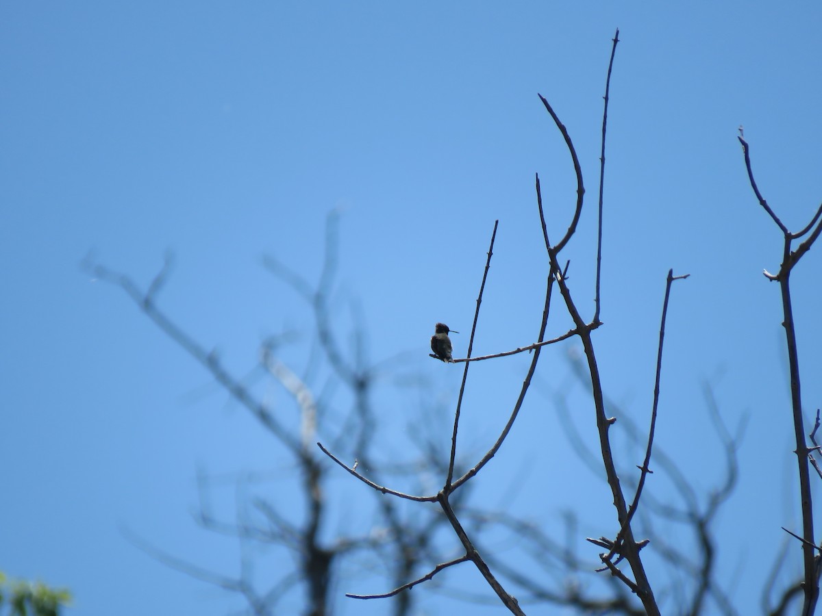 Black-chinned Hummingbird - ML619551985