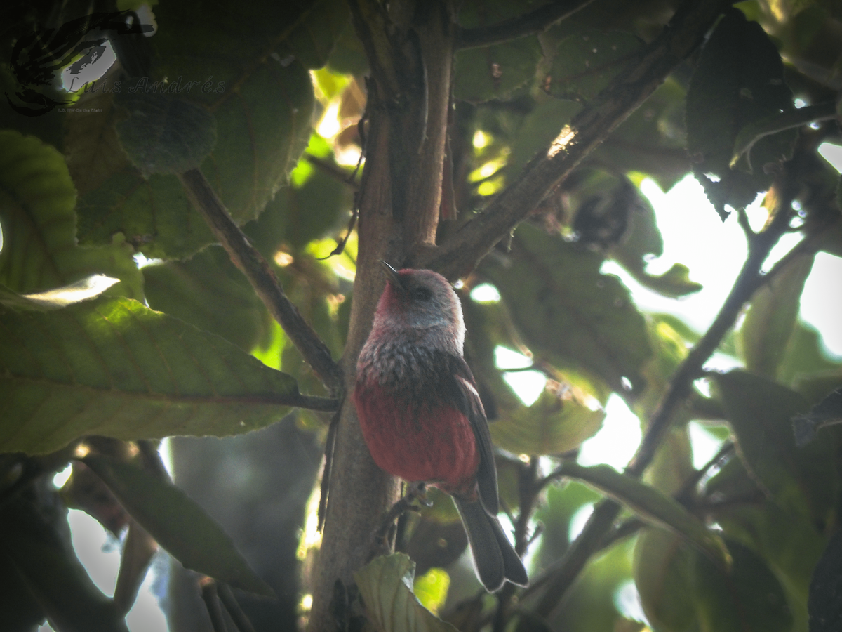 Pink-headed Warbler - ML619552015