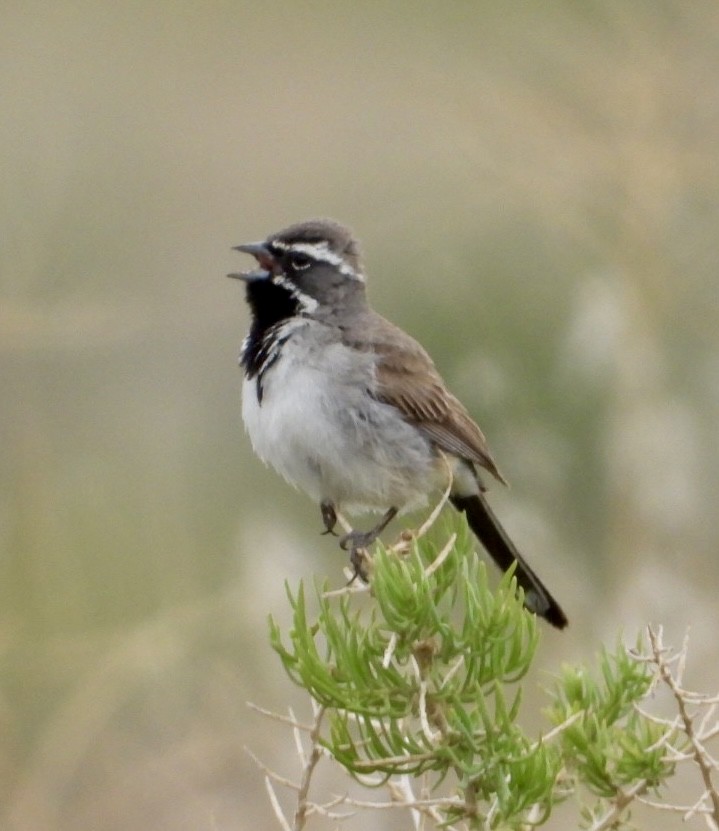 Black-throated Sparrow - ML619552016