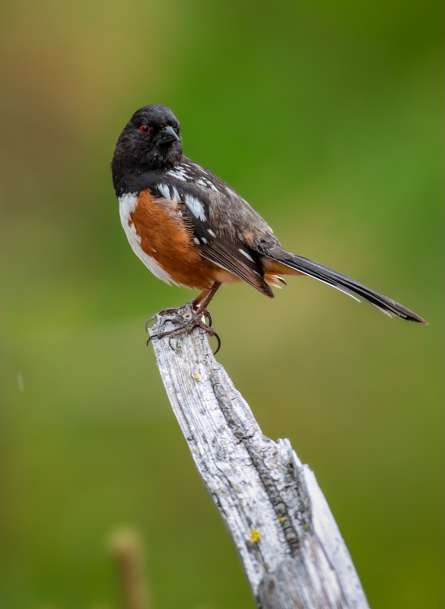 Spotted Towhee (maculatus Group) - ML619552044