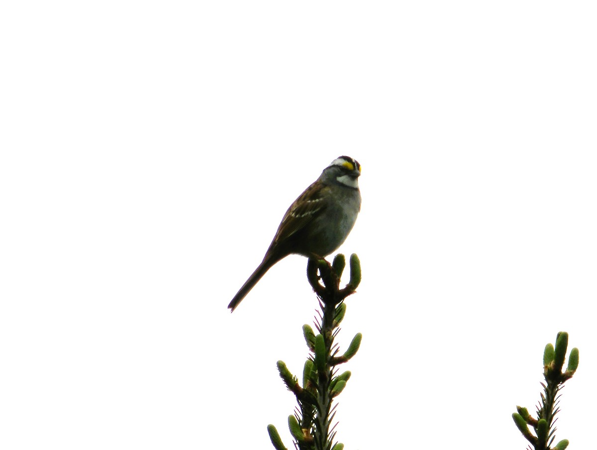 White-throated Sparrow - ML619552085