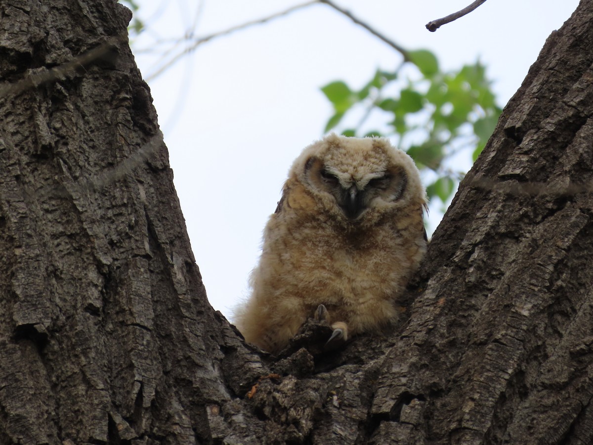 Great Horned Owl - ML619552090