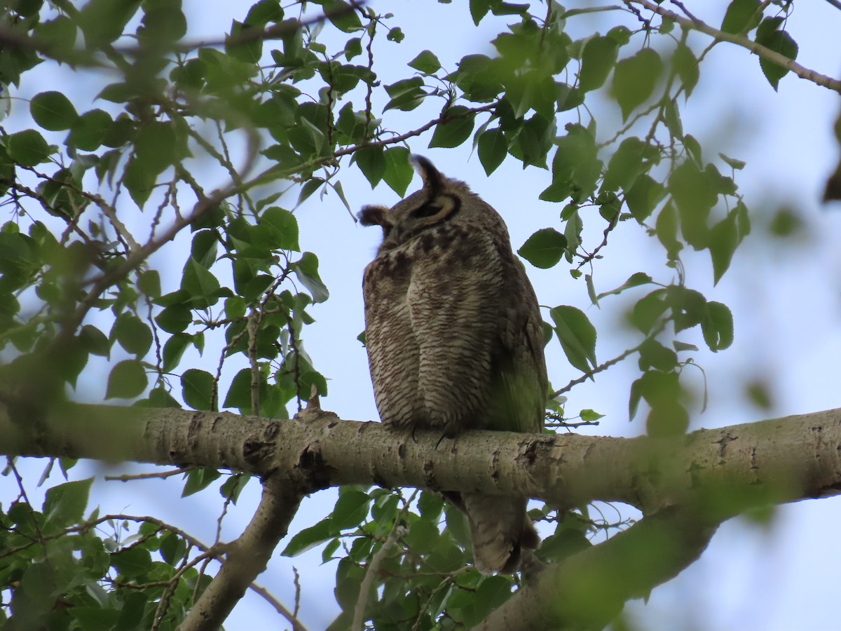 Great Horned Owl - ML619552091