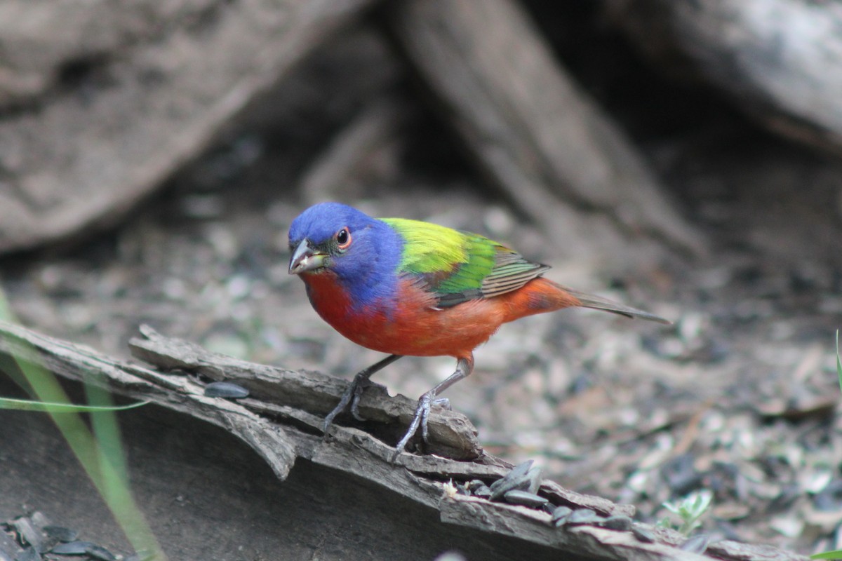 Painted Bunting - ML619552101