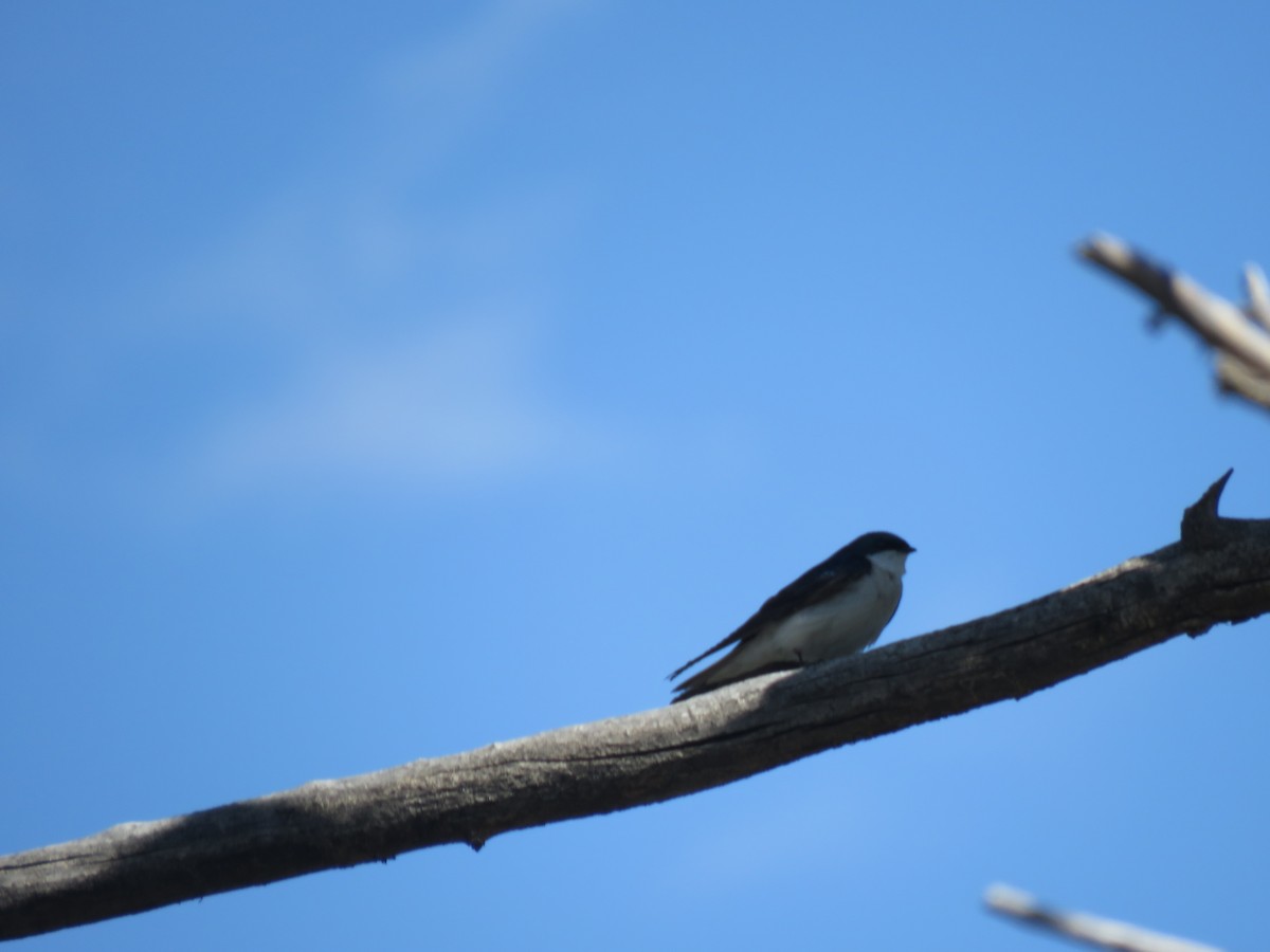 Tree Swallow - ML619552202