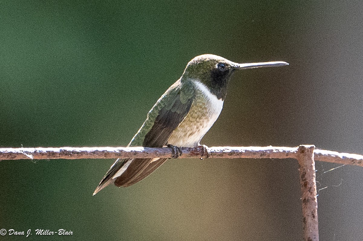 Black-chinned Hummingbird - ML619552211
